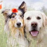 Cách thuần hóa bản tính hung dữ của chó lai
