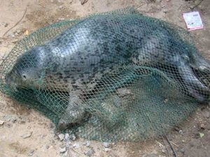 Người dân Quảng Bình bắt được hải cẩu