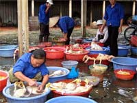 Trước nguy cơ đại dịch cúm toàn cầu: Ngổn ngang trăm mối