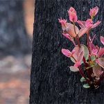 Chồi non mọc trên cây bị thiêu rụi trong cháy rừng ở Australia