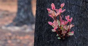 Chồi non mọc trên cây bị thiêu rụi trong cháy rừng ở Australia