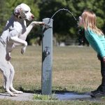 Ảnh động vật tuần qua: Chó cho chủ uống nước