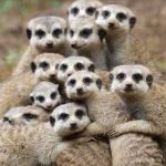 Tìm ra loài vật tàn nhẫn nhất thế giới