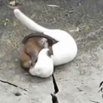 Clip: Màn đại chiến sinh tử khốc liệt giữa chồn và chuột cống