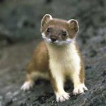 Chồn Ermine