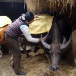 Biện pháp phòng chống rét cho trâu bò
