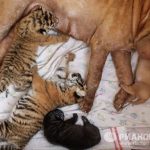 Ảnh động vật dễ thương: Chó nuôi hổ