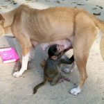 Chó trở thành “sao” vì nuôi khỉ