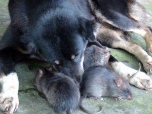 Chó làm “bảo mẫu” cho đàn chuột cống