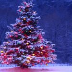 Những bí mật thú vị về cây thông Noel