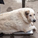 Chú chó khổng lồ nặng gần 100kg ở Nga