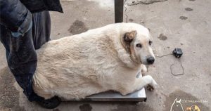 Chú chó khổng lồ nặng gần 100kg ở Nga