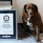 Chú chó già nhất thế giới được ghi danh vào sách kỷ lục Guinness
