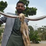 Cận cảnh đôi tai dài gần 50cm có một không hai của chú dê ở Pakistan