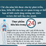 Chu kỳ hoạt động của các bộ phận trong cơ thể