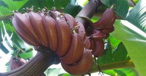 Top 5 giống chuối kỳ lạ không có màu vàng