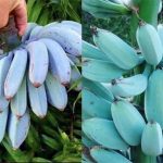 Tưởng là Photoshop nhưng những quả chuối xanh lam này có thật