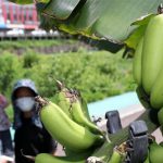 Chuối ven đường ở Hàn Quốc ra quả tự nhiên vì… quá nóng