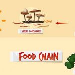 Nếu nghĩ rằng con người đang đứng đầu chuỗi thức ăn, bạn có thể đã nhầm