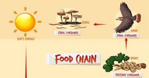 Nếu nghĩ rằng con người đang đứng đầu chuỗi thức ăn, bạn có thể đã nhầm