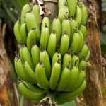 Nhân giống thành công giống chuối tiến vua
