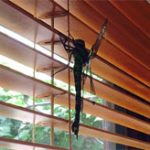 Giật mình với “quái vật” chuồn chuồn dài hơn 20cm