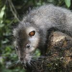 Phát hiện loại chuột khổng lồ ở Papua New Guinea