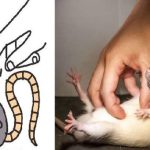 Phát hiện mới: Chuột không cười bằng miệng mà bằng tai