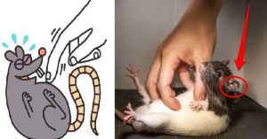 Phát hiện mới: Chuột không cười bằng miệng mà bằng tai