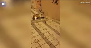 Chuột phản đòn khiến mèo hoảng sợ thối lui