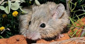 Phát hiện loài chuột tưởng đã tuyệt chủng một thế kỷ trước ở Australia