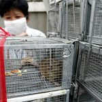 Virus hanta gây tử vong ở Trung Quốc nguy hiểm như thế nào?