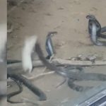 Tưởng đóng vai con mồi, ngờ đâu chuột bạch ‘lật ngược thế cờ’ giết luôn cả rắn hổ mang