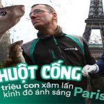 Kinh hoàng “cơn bão” chuột cống kéo đến khắp kinh đô ánh sáng Paris