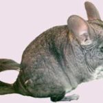 Chuột Chinchilla
