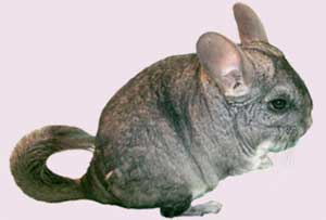 Chuột Chinchilla