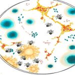 Cỗ máy siêu nhỏ đoạt giải Nobel hóa học có thể tìm diệt tế bào ung thư