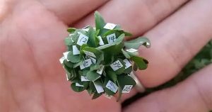 Người đàn ông Nhật Bản trồng được cỏ 63 lá siêu may mắn