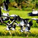 Đàn chim xuất hiện ở Lào Cai là loài nhạn