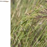 Pili – Loại cỏ đặc biệt biết chuyển động khi bị ướt