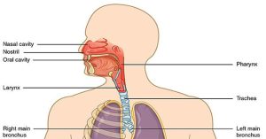 Hệ thống hô hấp của con người hoạt động thế nào?