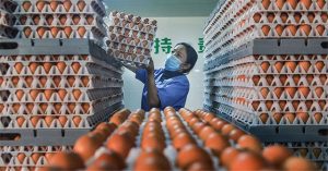 Đến gà cũng đẻ ít đi vì nắng nóng kỷ lục ở Trung Quốc