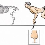 Điều gì sẽ xảy ra nếu cơ thể con người có cấu trúc tương tự động vật?