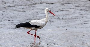 Cò trắng bay lạc tới Siberia trên đường di cư