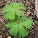 Cỏ một lá Kingdonia uniflora – Cây cô đơn nhất