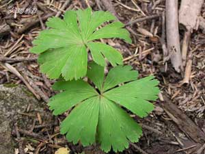 Cỏ một lá Kingdonia uniflora – Cây cô đơn nhất