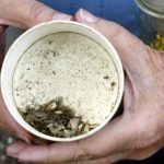 Bẫy bắt muỗi truyền virus Zika