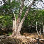 Đa dạng sinh học ở Côn Đảo chờ bảo tồn