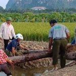 Phát hiện 2 cọc gỗ cổ bên sông Bạch Đằng