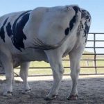 Sự thật ít người biết đằng sau con bò khổng lồ đang gây bão cư dân mạng